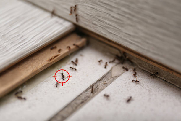 Trusted Alderson, WV Pest Control Experts