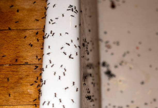 Best Commercial Pest Control Services  in Alderson, WV
