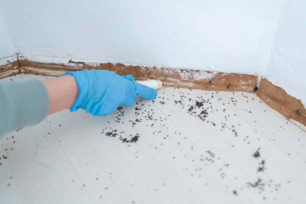 Best Exterminator Services  in Alderson, WV
